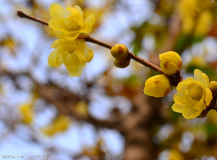 歲末時節(jié)百花盡，獨見蠟梅寒中香---感悟冬季蓉城“梅香”